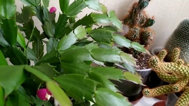 Декабрист какого цвета (красный, розовый, желтый, белый) расцвел первым? смотреть онлайн