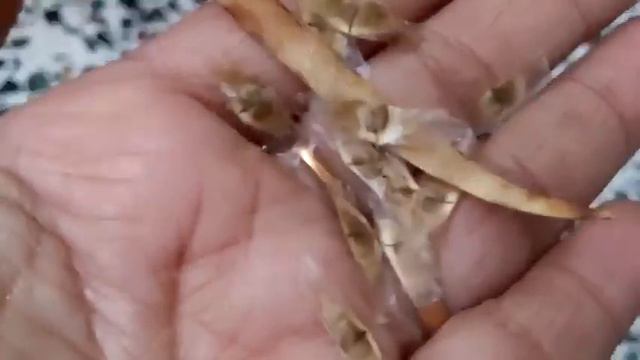 337 - How to collect seed from Orange Trumpet 🎺 Vine (Hindi /Urdu) 16/3/17 смотреть онлайн