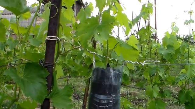 Выращивание саженцев НА КУСТЕ- воздушным отводком смотреть онлайн