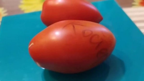 томаты // костер