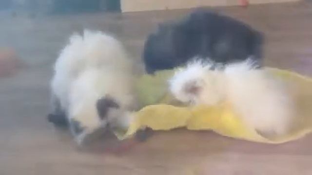 Buffalo Creek Farms Himi Kittens смотреть онлайн