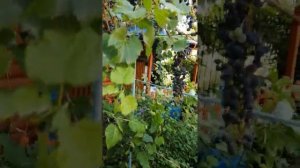 Обрезка неукрывного винограда часть 2