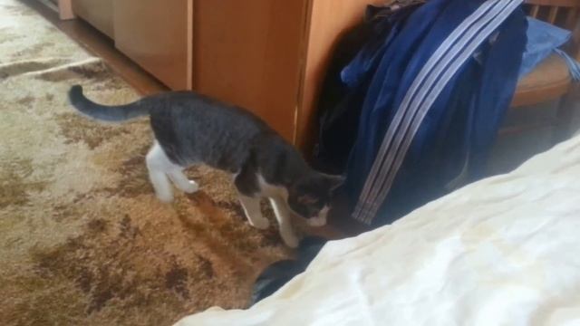 Дрессировка кота или "как убрать пыль со шкафа" смотреть онлайн