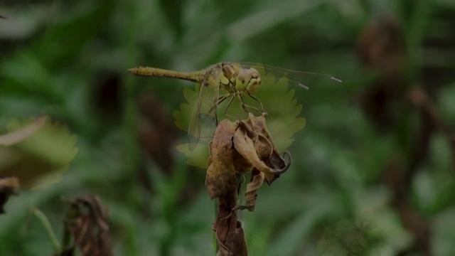 RELAX SLEEP MUSIC смотреть онлайн