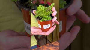 Все про селагинеллу ! Уход за селагинеллой, пересадка, подкормки и условия