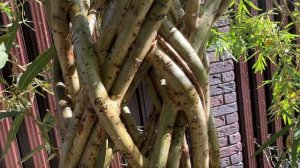 Плетеная Ива «Датские корни» через 3 года