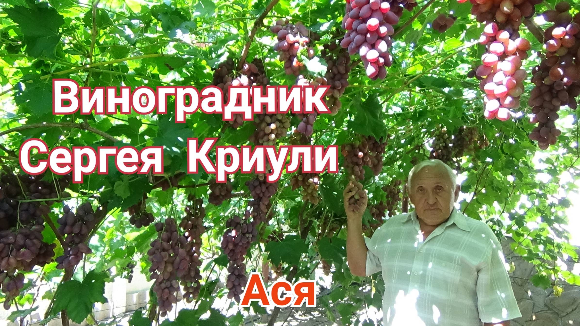 Виноград Ася на винограднике Сергея Криули смотреть онлайн