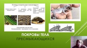 Внешнее строение и скелет и пресмыкающихся.mp4