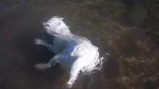 giga taucht parson russel terrier diving смотреть онлайн
