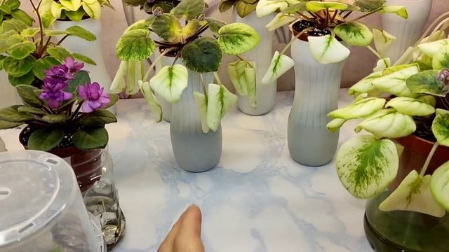 Обзор фиалок на стеллаже. Рабочие моменты ?. смотреть онлайн