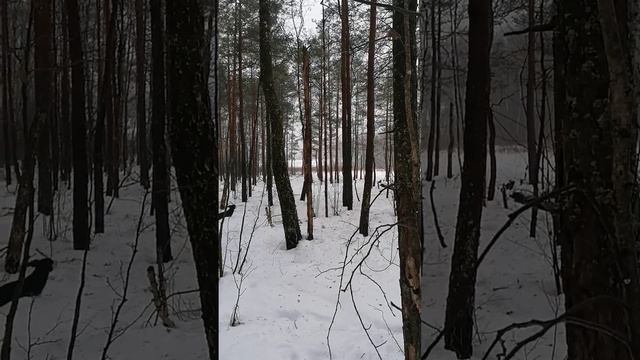 ТАКСА ТУЗИК И БАКСИК ГУЛЯЮТ В ЛЕСУ смотреть онлайн