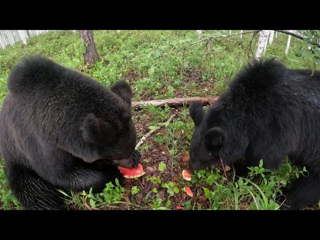 Буржуй расчихался. смотреть онлайн