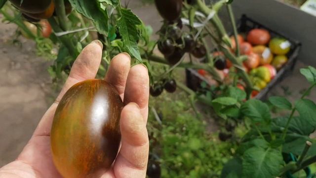 Атомный виноград бреда 26,08,23 смотреть онлайн