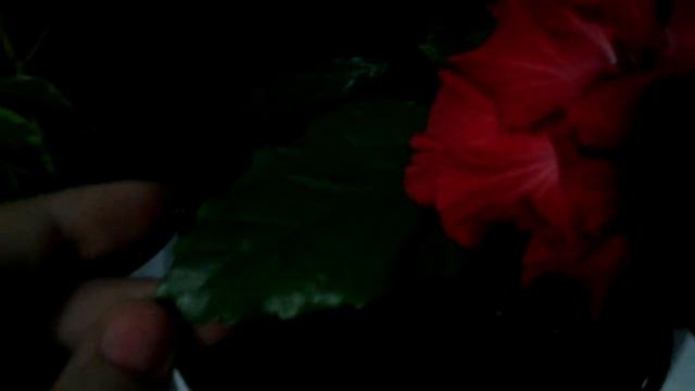 Гибискус комнатный/китайская роза - цветение 30.11.2016 смотреть онлайн