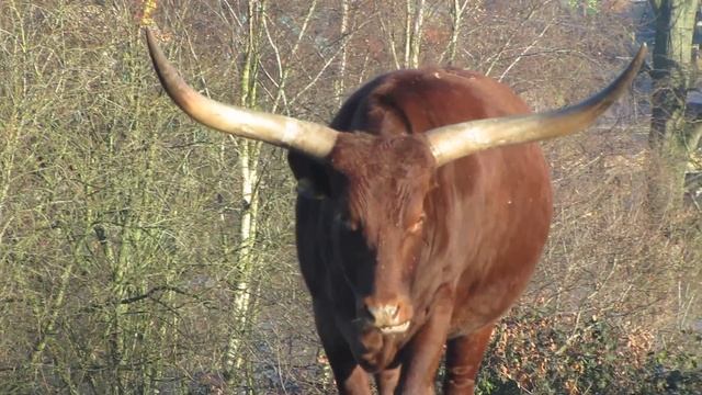 Ankole cattle (Bos taurus) Watusi cattle смотреть онлайн