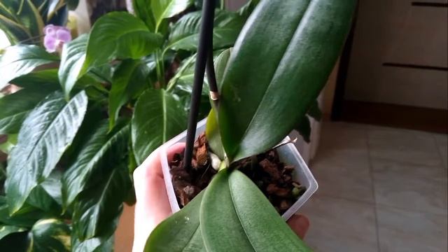Моя НОВИНКА!Цвет настроения розовый 🌸🌸🌸🍀 смотреть онлайн