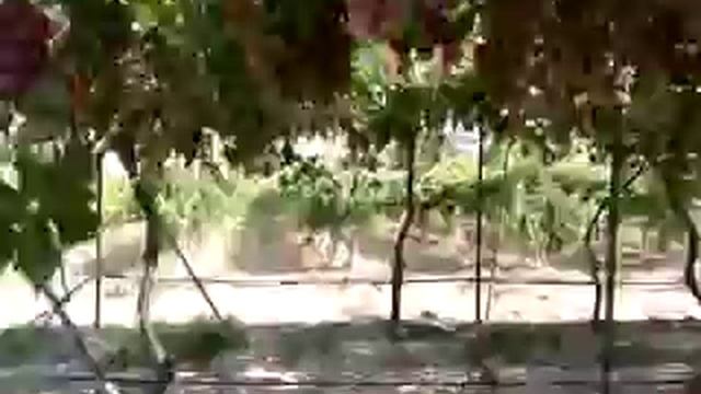 red globe üzüm ilaçlama смотреть онлайн