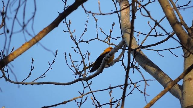 иволги прилетели 11.05.2021 смотреть онлайн