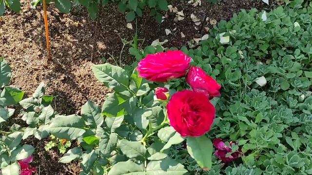 Цветение роз новинок 2021, 10 июля. Пересорт. смотреть онлайн