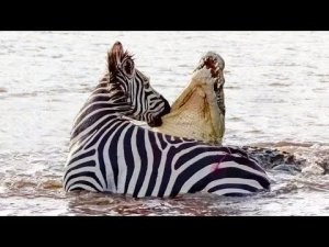 Крокодил Был Обречен! Редкие Сражения Животных с Крокодилами, Снятые на Камеру