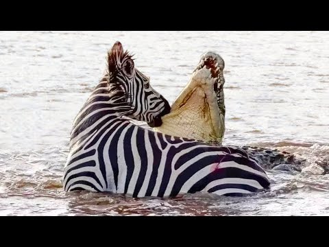 Крокодил Был Обречен! Редкие Сражения Животных с Крокодилами, Снятые на Камеру