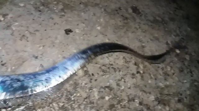 Рыба сабля, морская рыбалка, морское чудовище, морской хищник, осторожно зубы!!! приманка для моря. смотреть онлайн