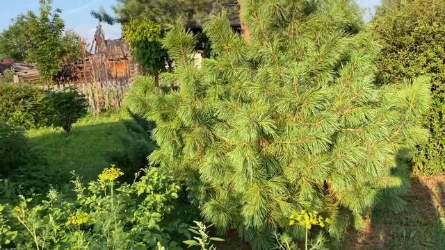 22.07.22 плетистая РОЗА расцвела! Как дела в деревне… смотреть онлайн