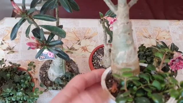 2021 г. АДЕНИУМЫ ЦВЕТУТ смотреть онлайн