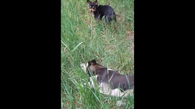 Реакция той терьера на других собак смотреть онлайн