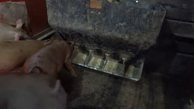 Кролики заехали в сарай смотреть онлайн