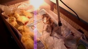 Выращивание #гусят в #инкубаторе в домашних условиях