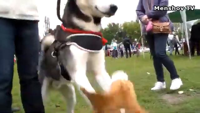 Выставка собак. Часть 6. Херсон. 22.09.2013.