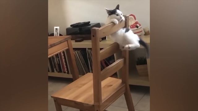 Самые смешные животные / Приколы с котами и собаками 2023 / LA #168 смотреть онлайн