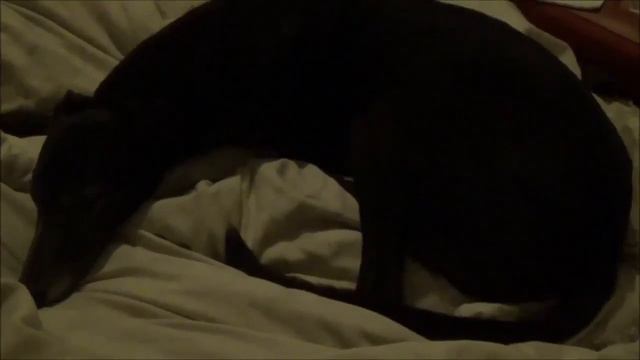 Big Man Lee (Leeiscool1) 'Night Night Ziggy' compilation (RIP Ziggeh, n-night pal) смотреть онлайн