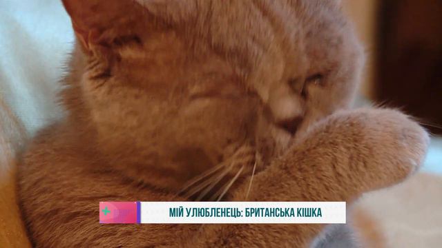 Мій улюбленець: Британська кішка смотреть онлайн