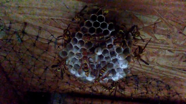 Aggressive Paper Wasps (Polistes exclamans). смотреть онлайн
