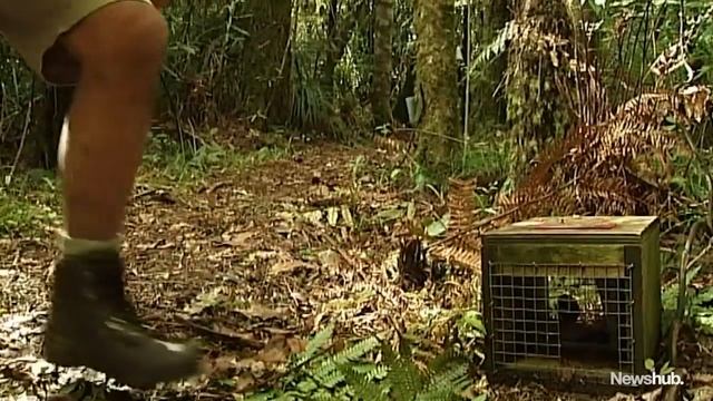 Guided walks letting public get up close with native kōkako | Newshub смотреть онлайн