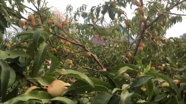 Персик дичка !!