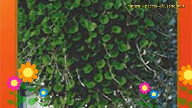 Дихондра гибридная Изумрудный водопад. Краткий обзор, описание характеристик dichondra смотреть онлайн