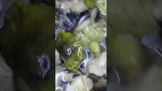 Закатываем зеленки, подзеленки. Обалденные маринованные грибы!!! #shorts