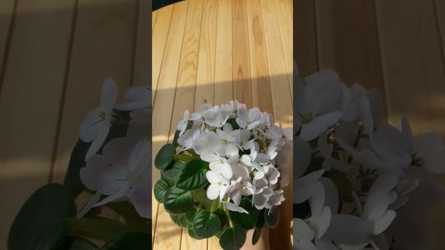 Фиалка Morgan's Declan Duff смотреть онлайн