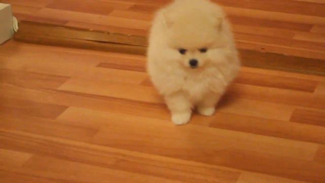 шпиц смотреть онлайн