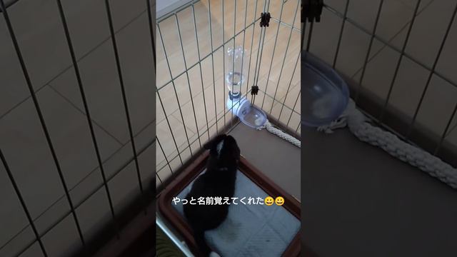 【ﾍﾟｷﾆｰｽﾞ×ｺｰｷﾞｰ】なにしても許しちゃう可愛さ смотреть онлайн