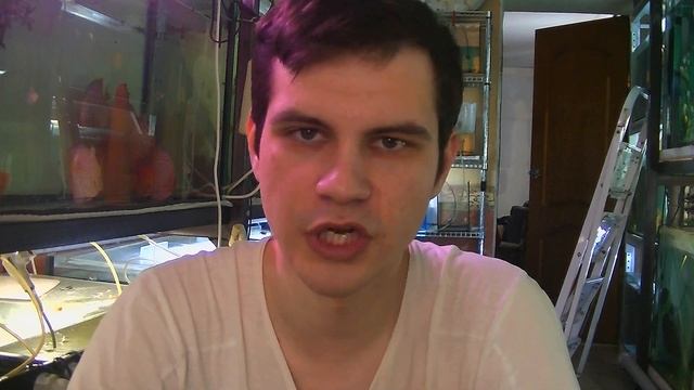 Недельные новости разводни. Тернеции, дискусы, мальки и мифы смотреть онлайн