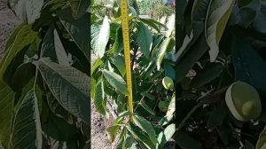 Грецкий орех Левина, Три года и плодоносит