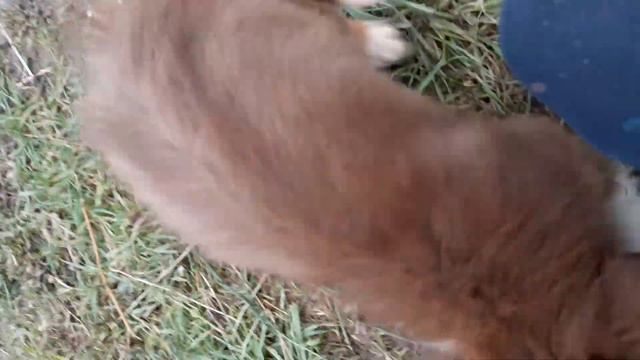 Аусси австралийская Овчарка