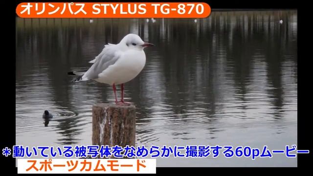 オリンパス STYLUS TG-870 Tough  （カメラのキタムラ動画_OLYMPUS）