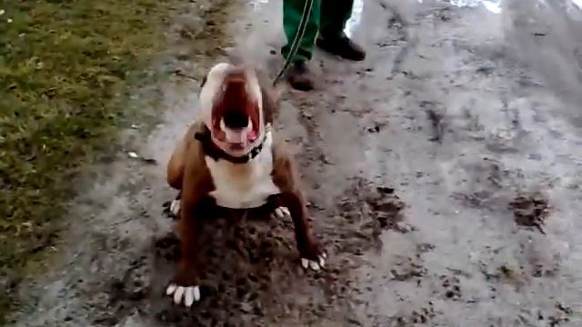 Pit Bull Red Nose Tyson XXL From POLAND смотреть онлайн
