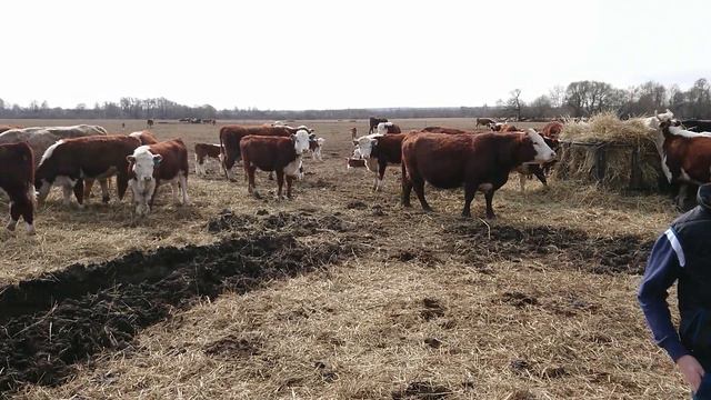 ПРОДАЁМ ТЁЛОК И БЫЧКА ГЕРЕФОРДОВ. #дикфарм #dikfarm смотреть онлайн