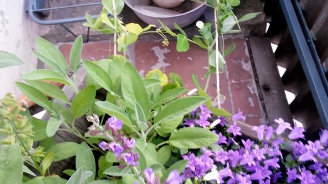 "Клумба" на моем балконе смотреть онлайн